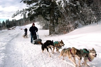 Chiens de traineaux Initiation à la conduite d'attelages